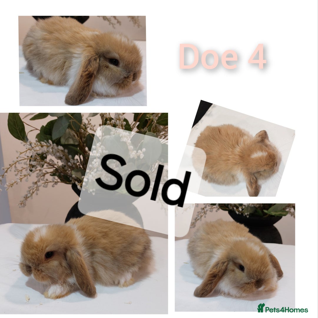 Mini Lop rabbits for sale: Stunning Mini Lop Baby Rabbits - Advert 9