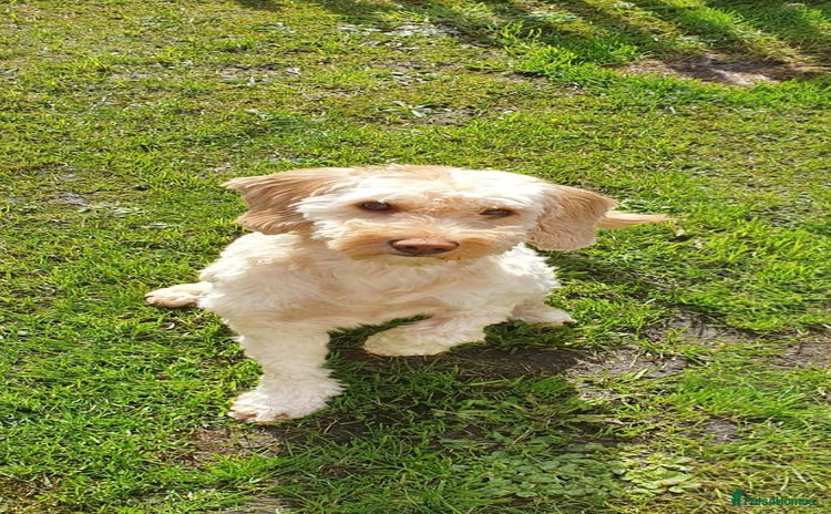 Cavapoo dogs Ziggy - Advert 1