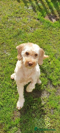 Cavapoo dogs Ziggy - Advert 6