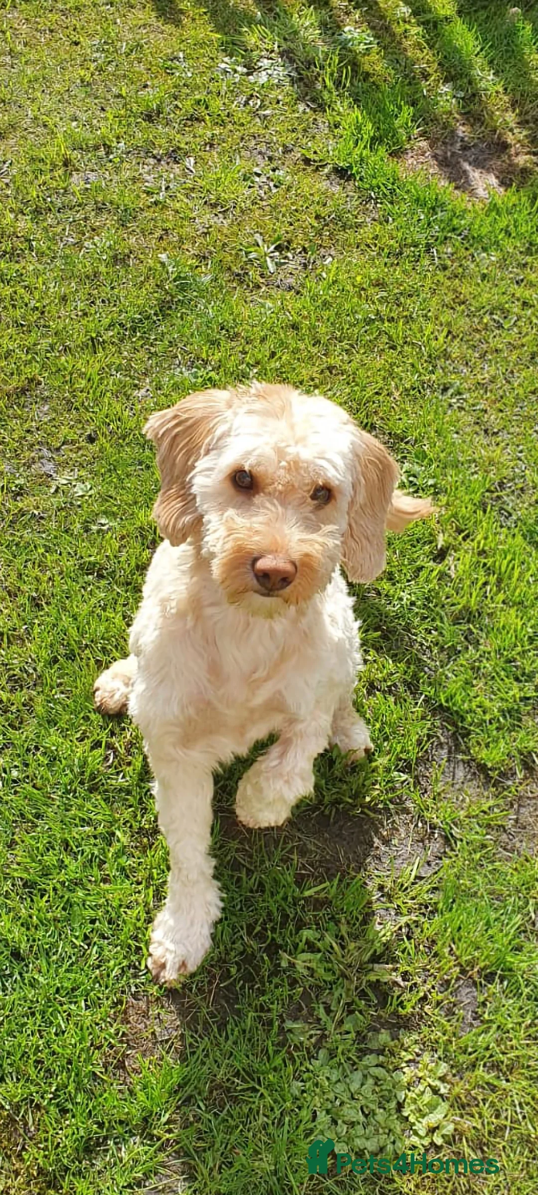 Cavapoo dogs for sale: Ziggy - Advert 1