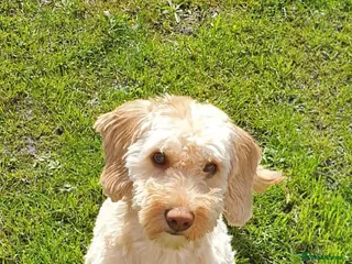 Cavapoo dogs Ziggy - Advert 8