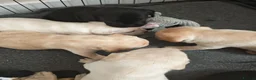 Mixed Breed dogs for sale: French Bulldog Cross Pups - Advert 12