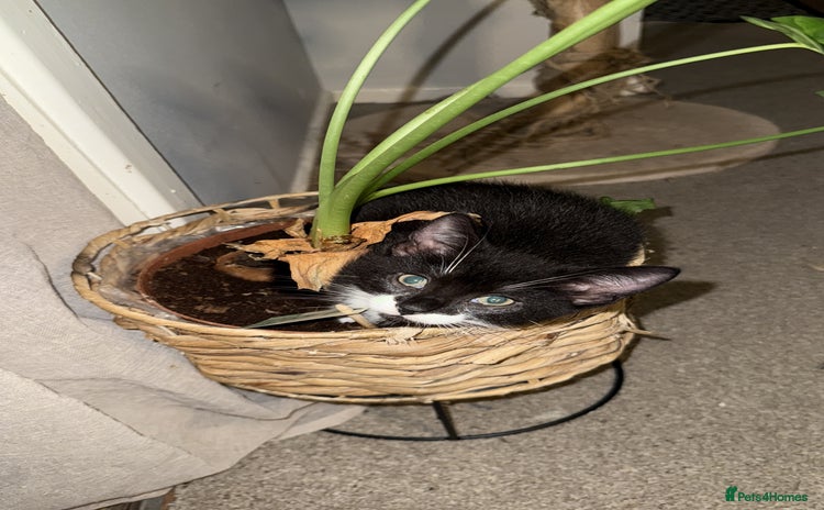 Domestic Shorthair cats - Advert 3