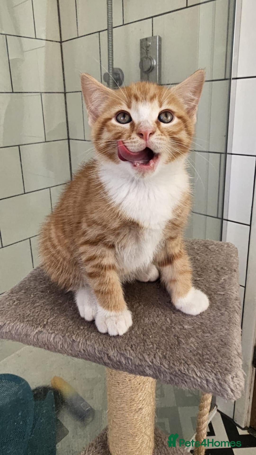 Mixed Breed cats 4 Gorgeous Kittens (ginger face has gone) - Advert 9