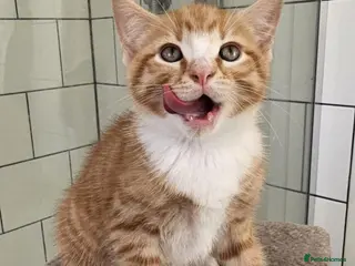 Mixed Breed cats 4 Gorgeous Kittens (ginger face has gone) - Advert 9
