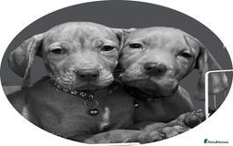 Hungarian Vizsla dogs for sale: Lovely Puppies Ready Soon - Image 1