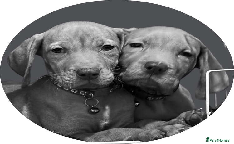 Hungarian Vizsla dogs - Advert 4