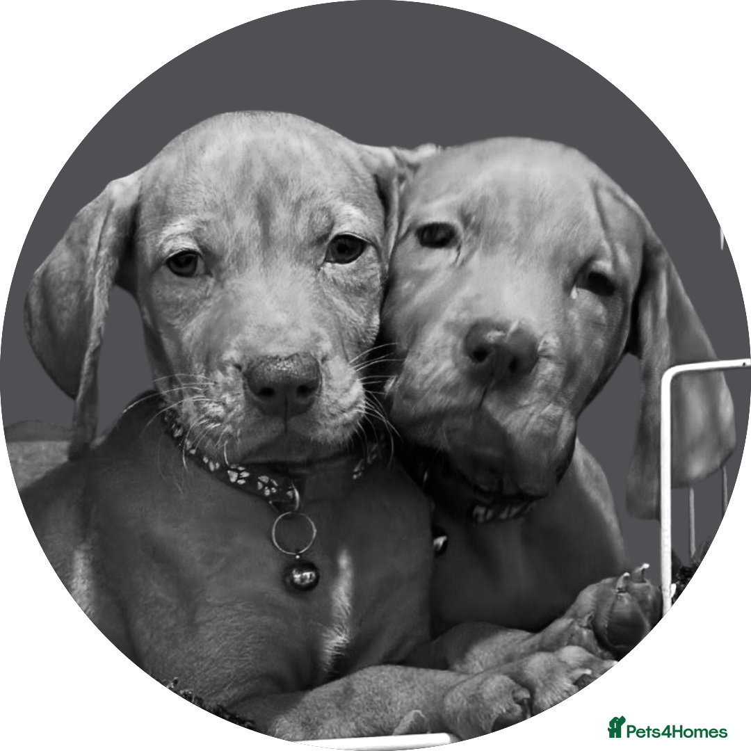 Hungarian Vizsla dogs for sale: Lovely Puppies Ready Soon - Image 1