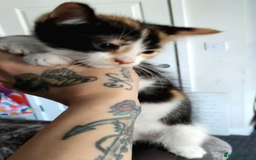 Domestic Shorthair cats for sale: 7 female kittens- 5 black and 1 ginger, one patchy - Image 6