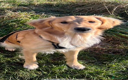 Golden Retriever dogs for sale: Perfect Golden Retriever Puppies - Advert 10