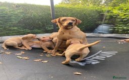 Labrador Retriever dogs for sale: Fox Red lab puppies for sale - Image 2