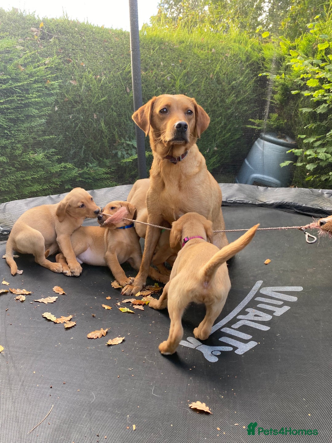 Labrador Retriever dogs for sale: Fox Red lab puppies for sale - Image 2
