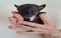 Chihuahua dogs for sale: SMALLEST on the market KC reg chihuahua girls - Image 9