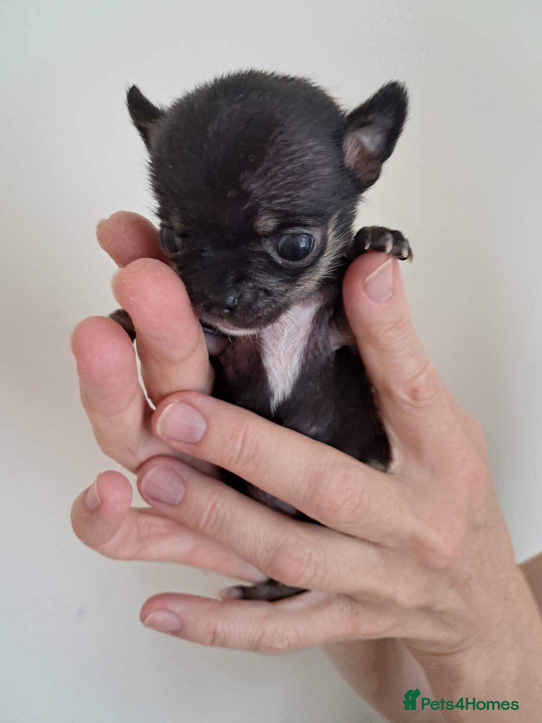 Chihuahua dogs for sale: SMALLEST on the market KC reg chihuahua girls - Image 9