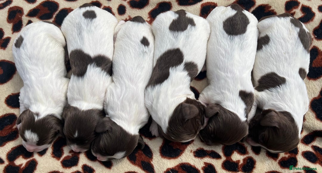 English Springer Spaniel dogs for sale: KC reg Springer Spaniel boys - Image 2