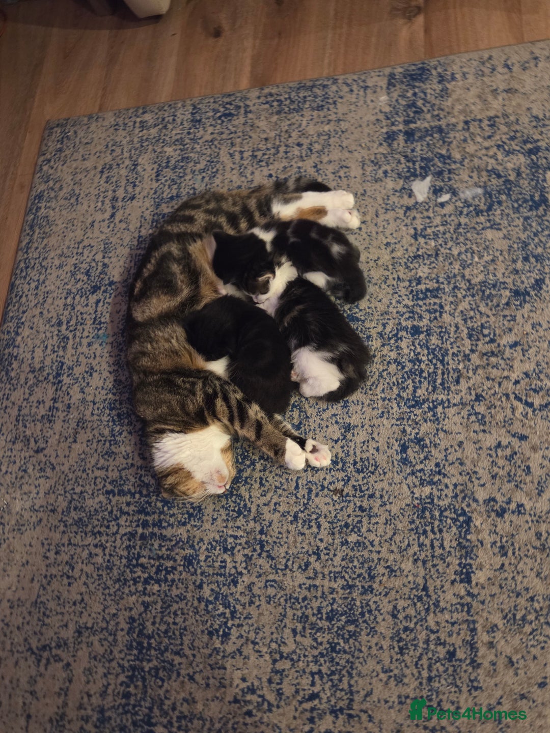 Mixed Breed cats for sale: Male Kitten  - Advert 9