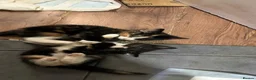 Mixed Breed cats for sale: Velvet kisses  - Advert 9