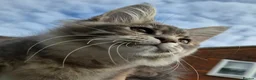 Maine Coon cats for sale: 🔥 CHAMPION RUSSIAN LINE XXL MAINE COON VACCINATED - Advert 14
