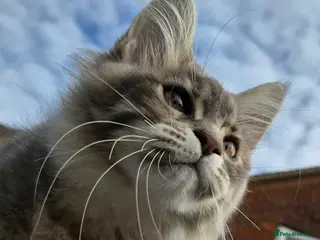 Maine Coon cats 🔥 CHAMPION RUSSIAN LINE XXL MAINE COON VACCINATED - Advert 8