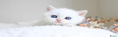 British Shorthair 1