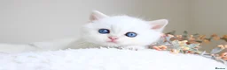British Longhair cats for sale: Super Rare & Top Quality Kittens - Advert 11