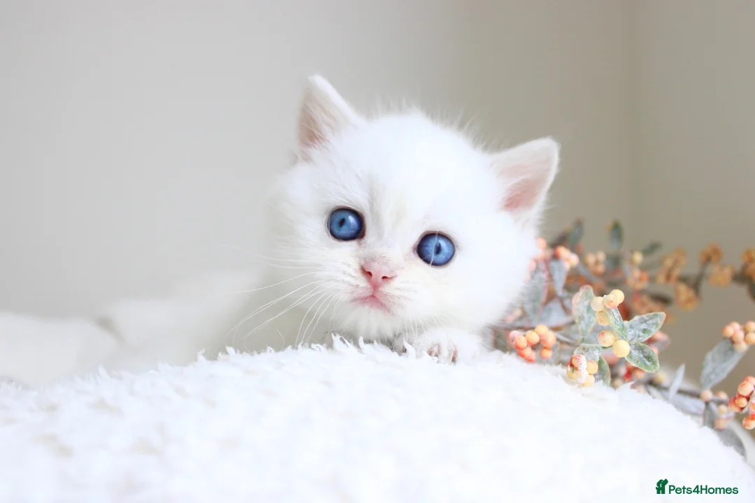 British Longhair cats for sale: Super Rare & Top Quality Kittens - Advert 11