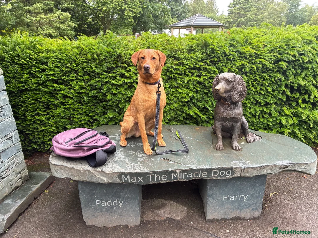 Labrador Retriever dogs for stud: No upfront payment to KC Registered bitches - Advert 2