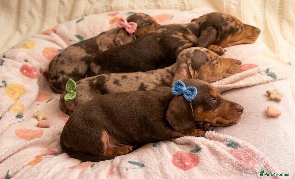 Miniature Dachshund dogs KC Reg Mini Dachshund Puppies Ready Now (Walsall) - Advert 14