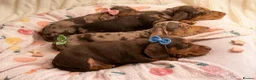 Miniature Dachshund dogs for sale: KC Reg Mini Dachshund Puppies Ready Now (Walsall) - Advert 3