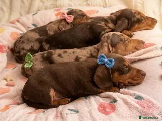 Miniature Dachshund dogs KC Reg Mini Dachshund Puppies Ready Now (Walsall) - Advert 14