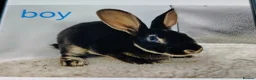 Rex rabbits for sale: Lovely mixed litter mini rex - Advert 3