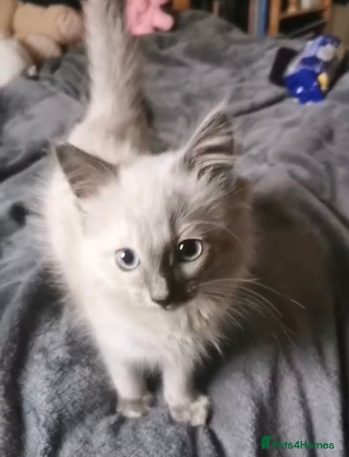 Ragdoll cats Beautiful Ragdoll kittens - Advert 5