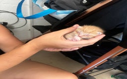British Shorthair cats for sale: Kittens - Image 1