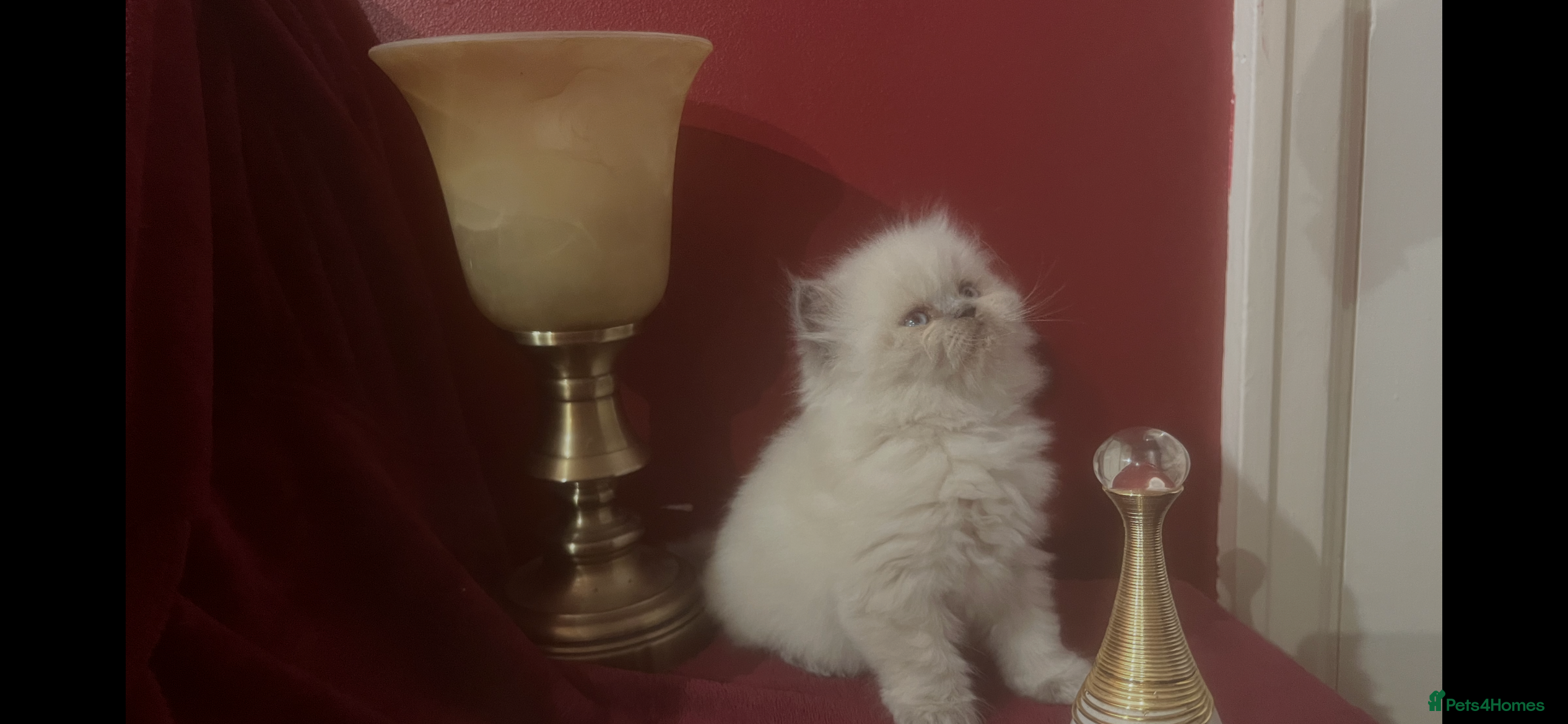 Persian cats 1. ADORABLE LITTLE CUTIE PIE. READY 9TH JAN)  - Advert 12