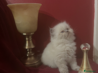 Persian cats 1. ADORABLE LITTLE CUTIE PIE. READY 9TH JAN) - Advert 12