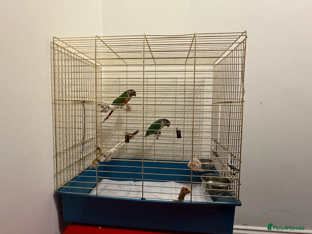 Conures birds for sale: Green cheek conure and Turquoise green cheek parak in Dewsbury - Advert 8