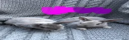Rex rabbits for sale: Purebred Velvet Mini Rex Sable rabbits - Advert 14