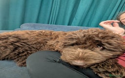 Newfypoo dogs for sale: Beautiful Newfypoo puppy  - Advert 1