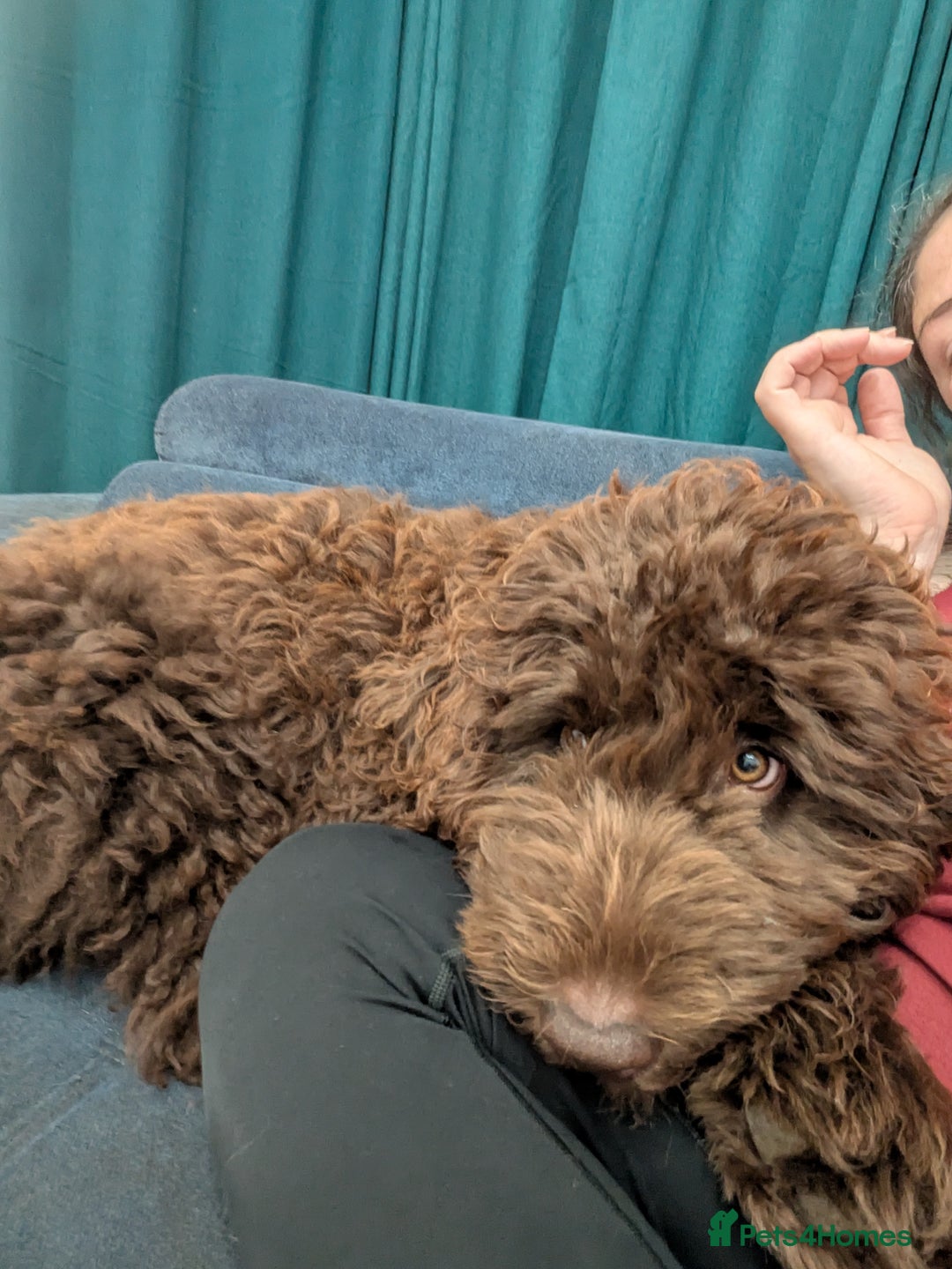 Newfypoo dogs for sale: Beautiful Newfypoo puppy  - Advert 1