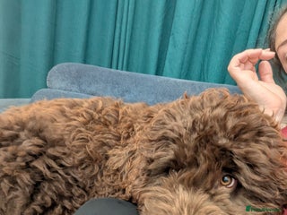 Newfypoo dogs Beautiful Newfypoo puppy - Advert 18