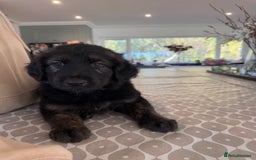 Mixed Breed dogs for sale: Goldendoodle x Blue Sable German Shepard puppies - Advert 17