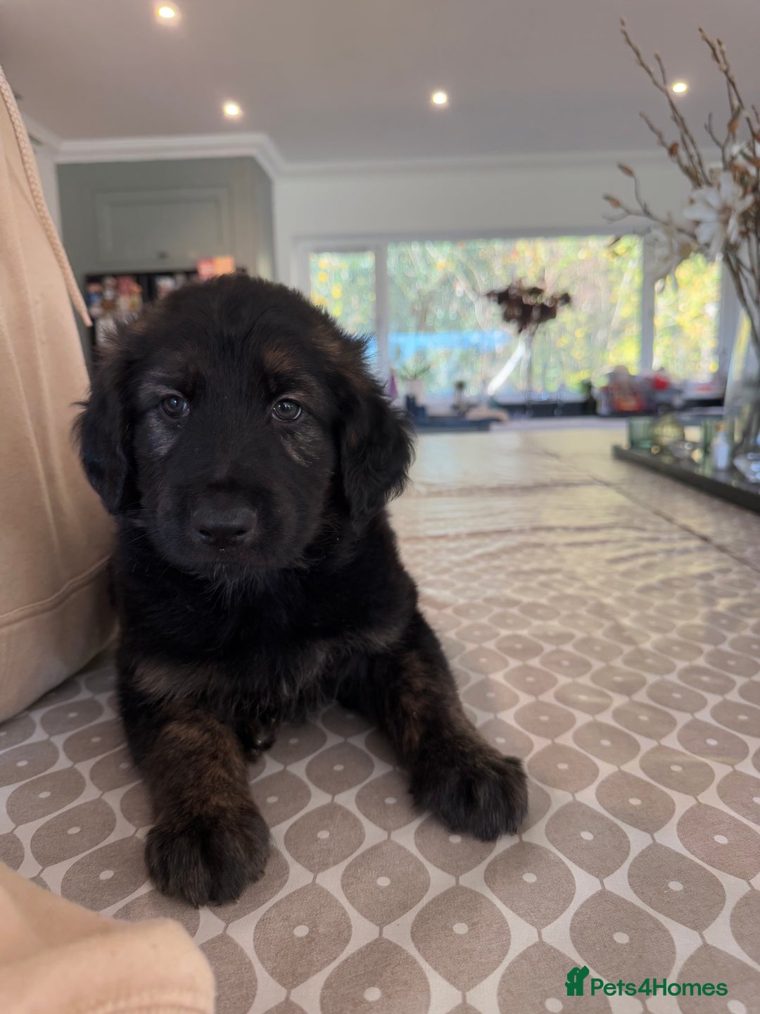 Mixed Breed dogs for sale: Goldendoodle x Blue Sable German Shepard puppies - Advert 17