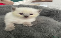 Ragdoll cats for sale: 💙 BLUEPOINT RAGDOLL BOY FOR SALE 💙 - Image 13