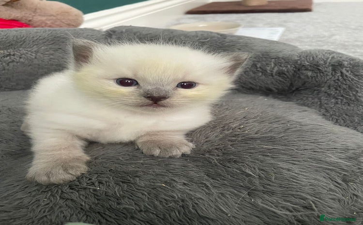 Ragdoll cats - Advert 1