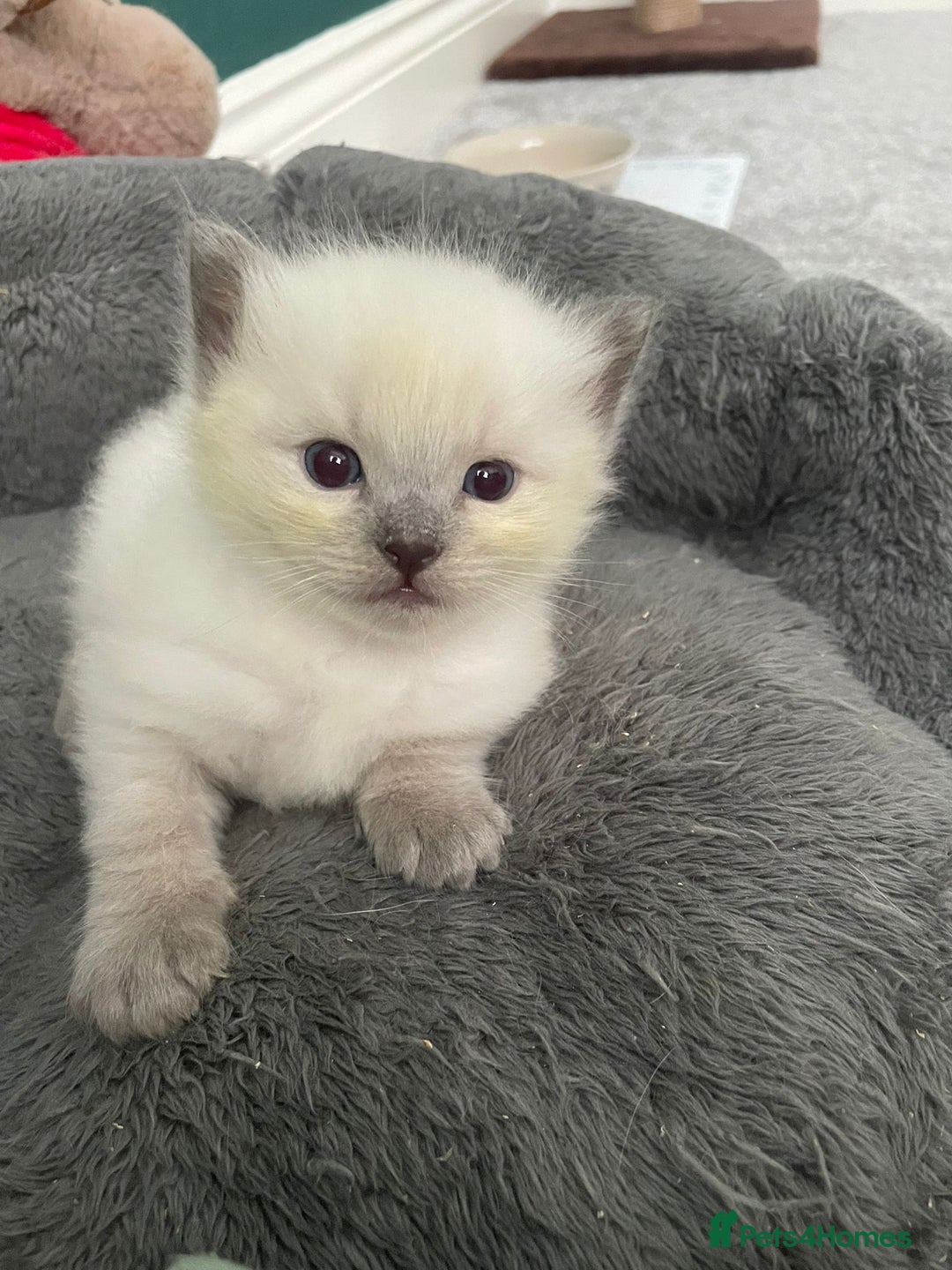 Ragdoll cats for sale: 💙 BLUEPOINT RAGDOLL BOY FOR SALE 💙 - Image 13