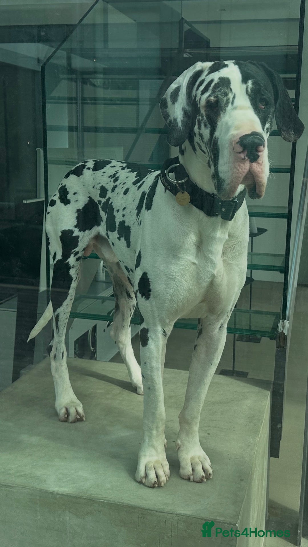Great Dane dogs for stud: Karl the Great Dane for stud  in London - Advert 21