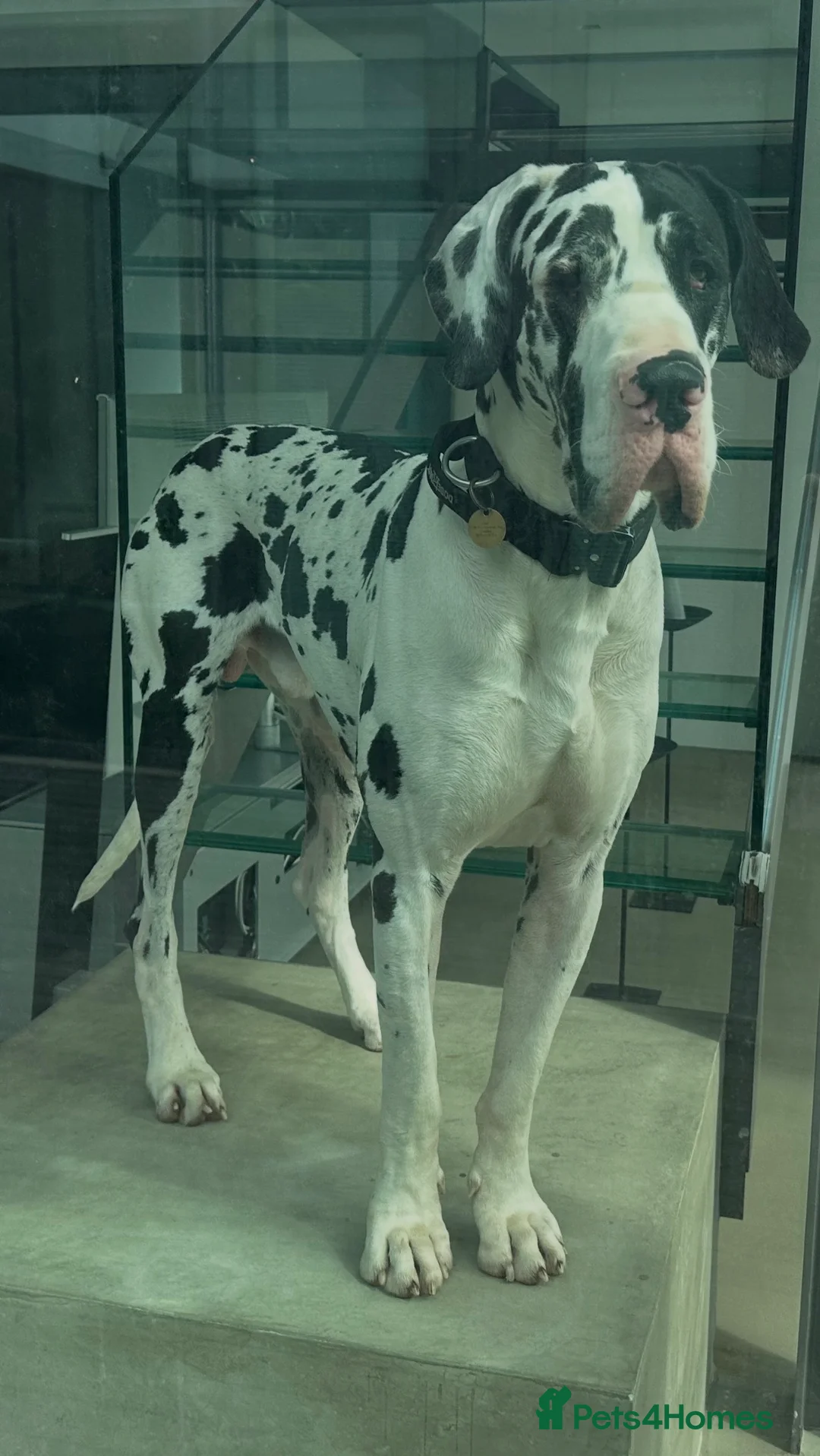 Great Dane dogs for stud: Karl the Great Dane for stud  in London - Advert 21
