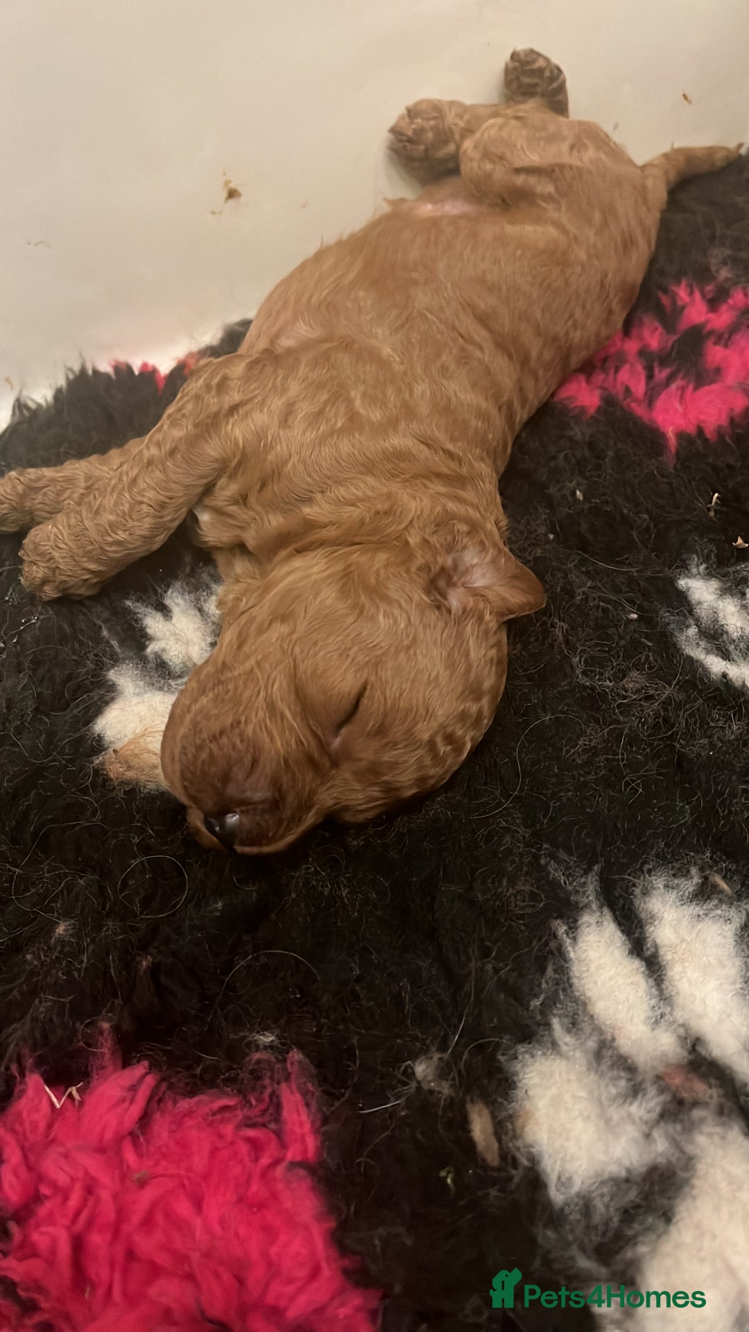 Goldendoodle dogs for sale: Dark red multigenerational standard Goldendoodle - Image 3