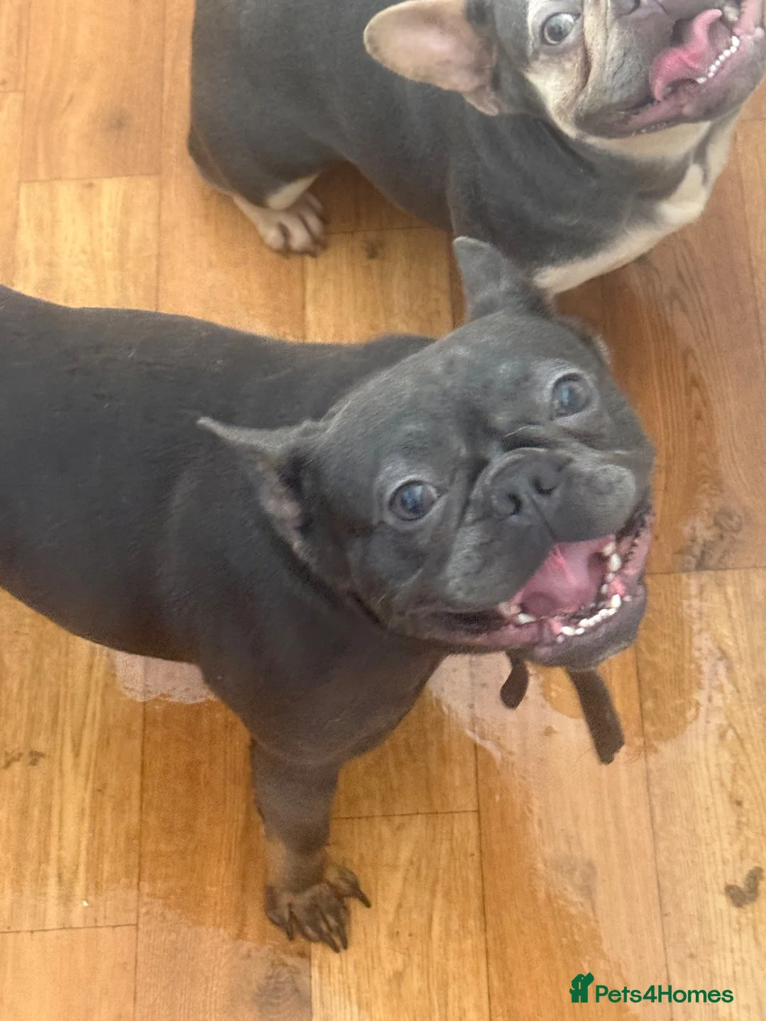 French Bulldog dogs for sale: French bulldog female beautiful girl - Advert 2