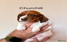 Miniature Dachshund dogs for sale: Pure Piebald Puppies Russian Champion Lines  - Image 11